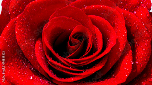 Fototapeta Naklejka Na Ścianę i Meble -  Roten Rose im Morgentau