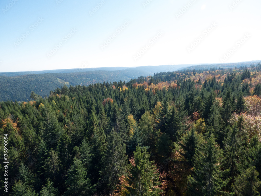 the black forest in autumn