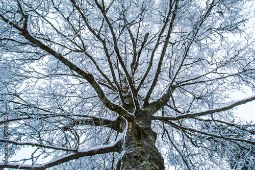 A tree in the snow. Snow co...