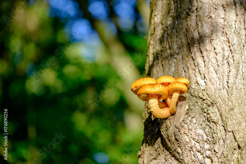 Vibrant orange coloured mushroom on a large tree trunk