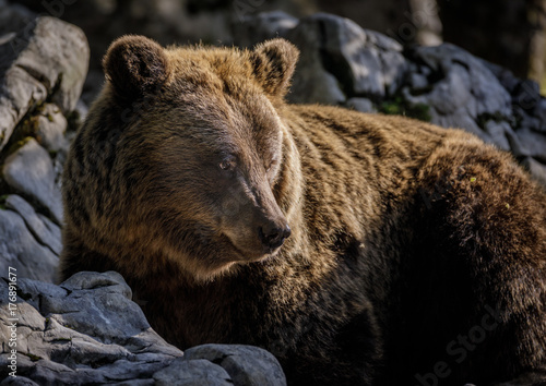 Male bear soaking up the sun © Natureimmortal
