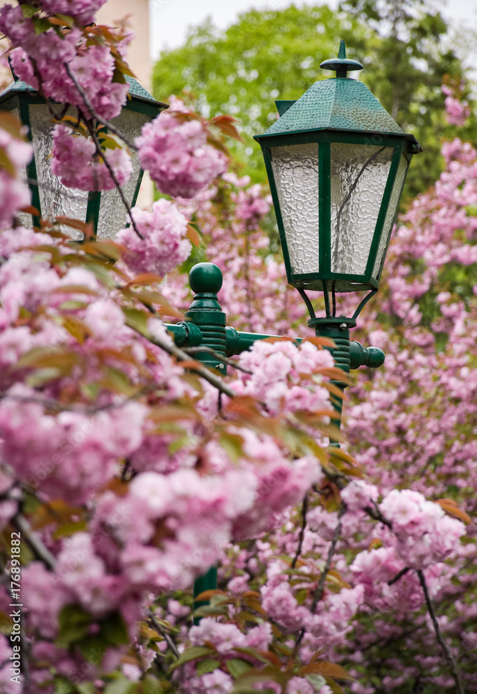 green lantern among cherry blossom. delicate pink flowers blossom of sakura tree