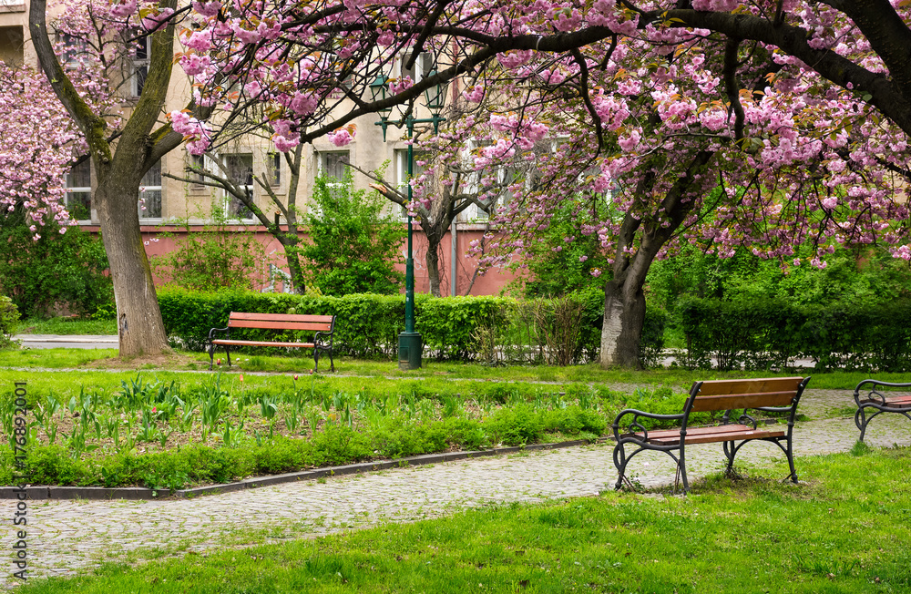 beautiful springtime background. Pink Sakura trees behind the wooden bench in blossoming city park beautiful springtime background. Pink Sakura trees behind the wooden bench in blossoming city park