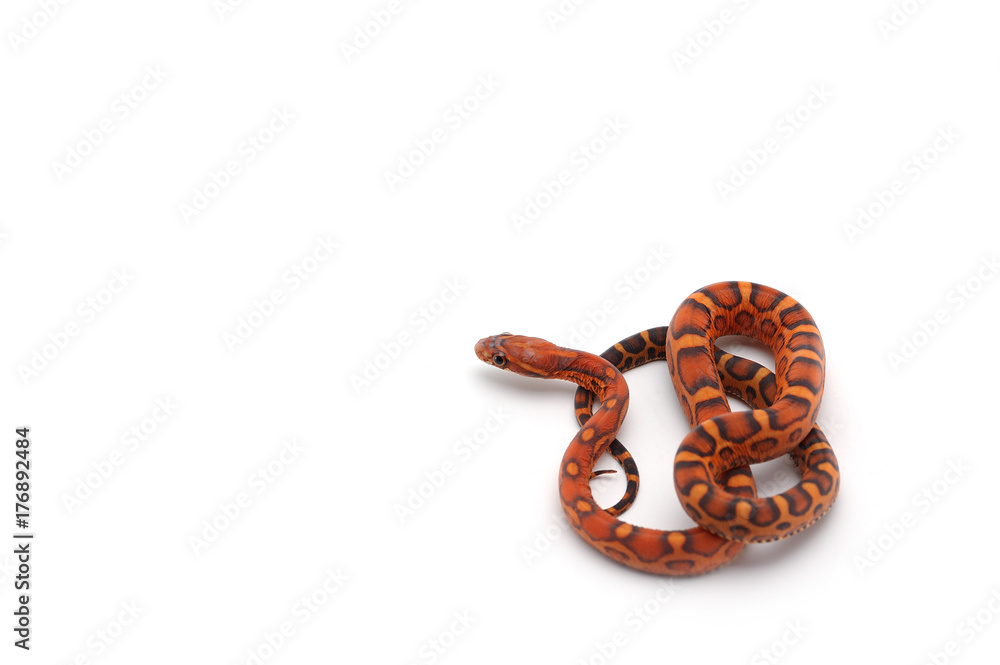 scaleless corn snake isolated on white background scaleless corn snake isolated on white background