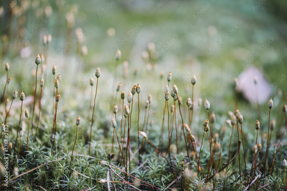 Beautiful green forest moss, close up, horizontal photo Beautiful green forest moss, close up, horizontal photo