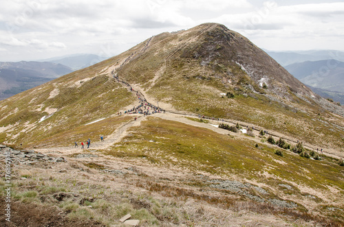 Fototapeta Naklejka Na Ścianę i Meble -  Tarnica 