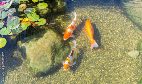 Decorative fish in pond