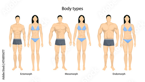 Human body types. photo