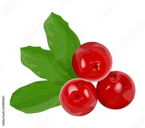Isolated red cowberries
