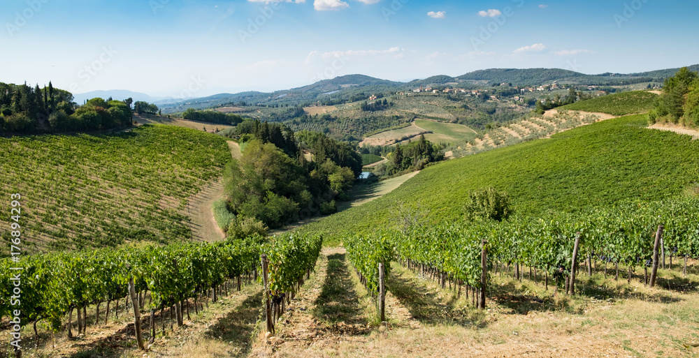 Naklejka premium Tuscany vineyards