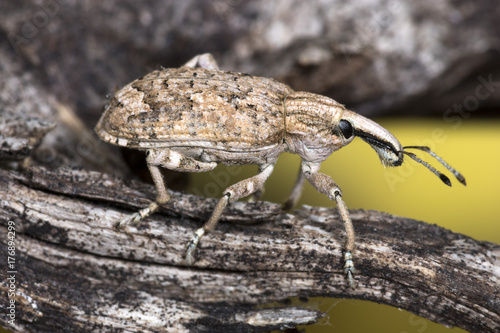 Weevil Beetle