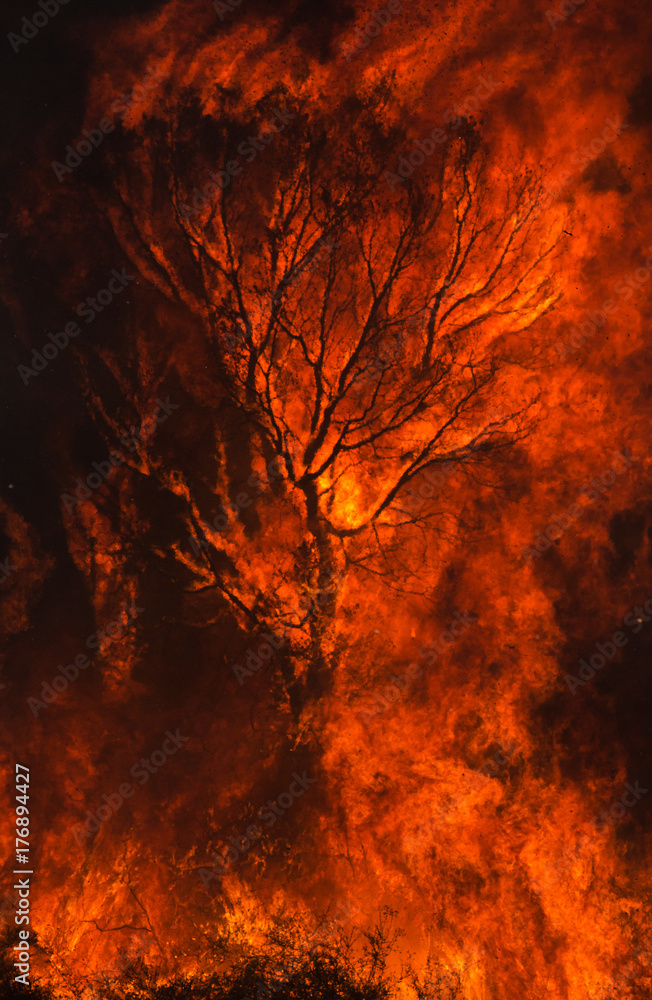 Inferno, Silhouette of a Tree Swallowed by Flames. Inferno, Silhouette of a Tree Swallowed by Flames.