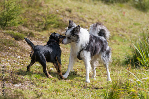 Fototapeta Naklejka Na Ścianę i Meble -  Hundebegegnung