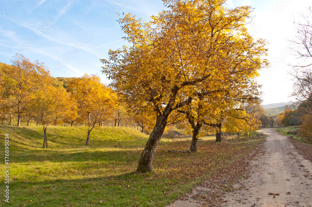 Sunny autumn landscape with golden trees in countryside 