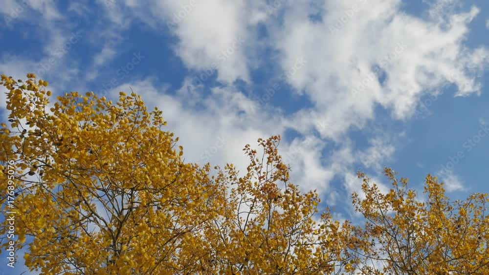 yellow tops autumn trees against a blue sky. beautiful autumn forest landscape nature yellow tops autumn trees against a blue sky. beautiful autumn forest landscape nature