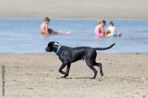 Hund spaziert alleine am Strand (im Hintergrund Familie)