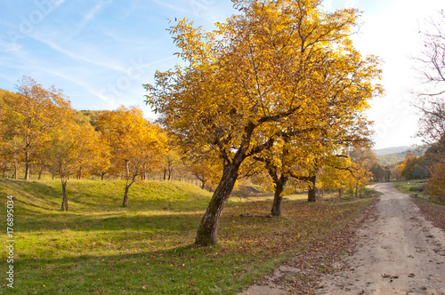 Sunny autumn landscape with golden trees in countryside 