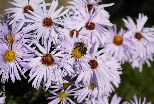 close photo of a bee feeding itself on purple aster flowers