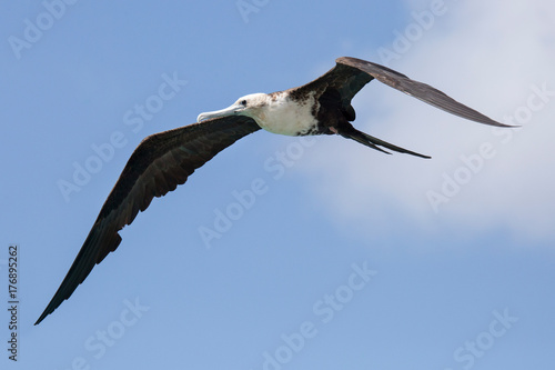 Fregattvogel auf ABC-Inseln (Niederländische Antillen)