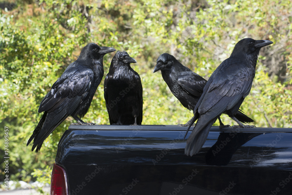 Obraz premium corbeaux canada