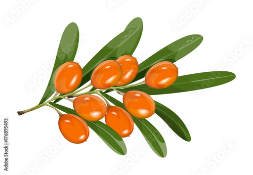 Isolated sea buckthorn