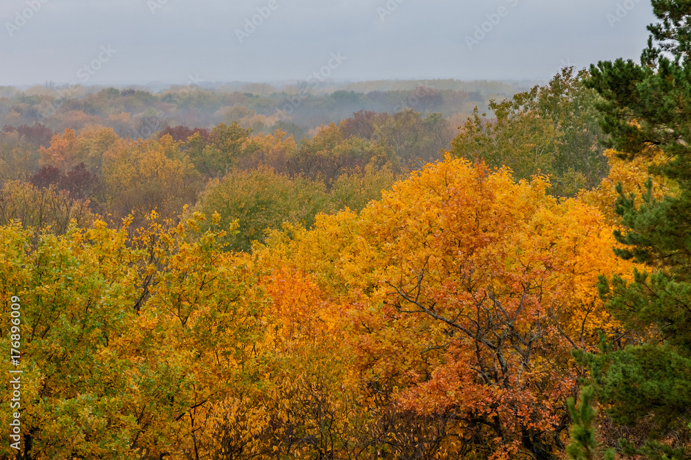 A view of the autumn oak forest from a hill in a rainy and cloudy day, in a fog.