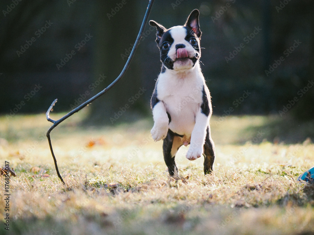 Young Boston Terrier Puppy Playing Outside