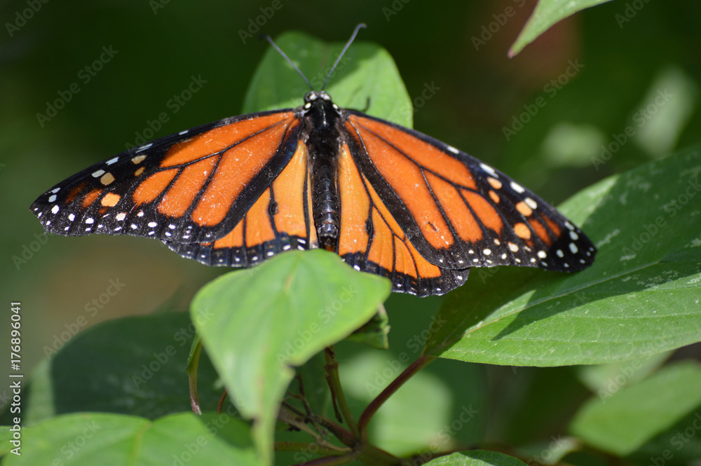 Fototapeta premium Monarch butterfly in the garden