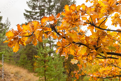 autumnal branches of an oak close-up, against a background of a coniferous forest and a cloudy sky