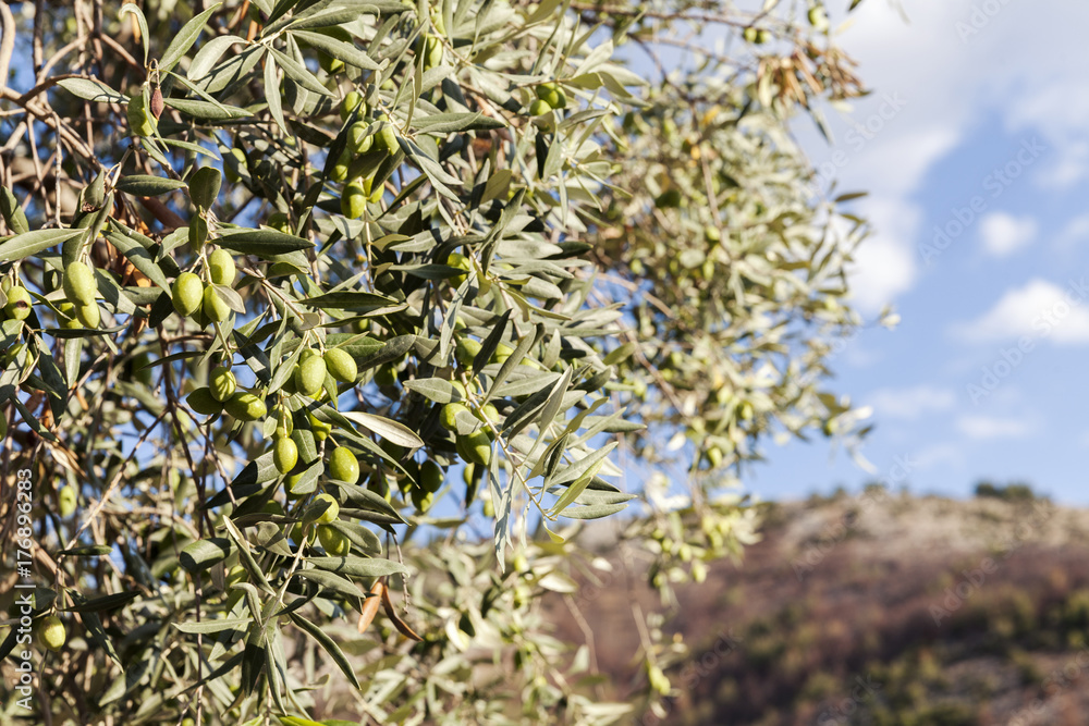 one olive tree one olive tree