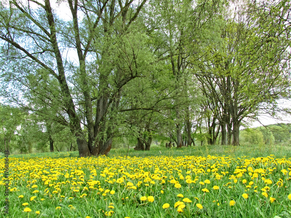 Frühling auf der Wiese Frühling auf der Wiese