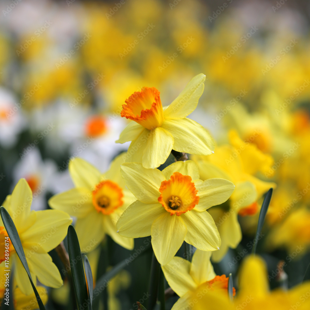 Yellow daffodil flowers blooming in spring Yellow daffodil flowers blooming in spring