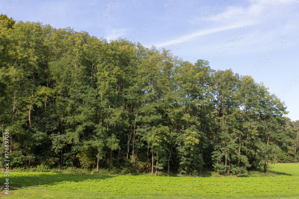 Naklejka premium summer landscape