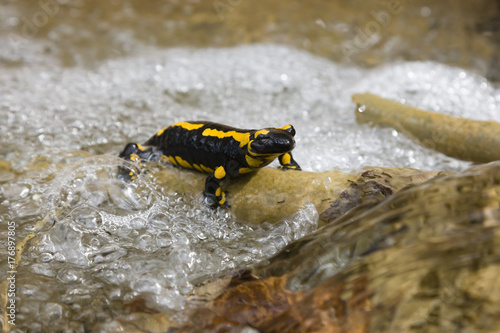 Salamander, Feuersalamander im Wasser