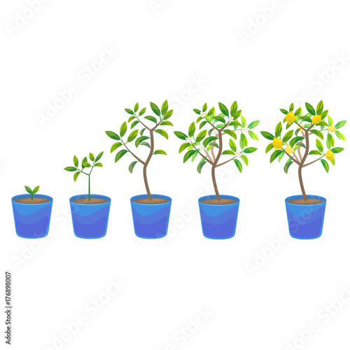 Plant Growing Lemon Tree in Pot. Vector