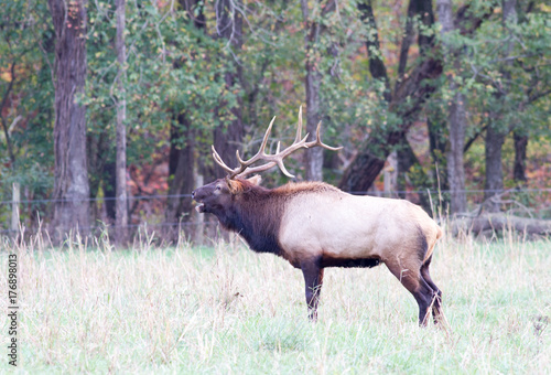 Bull Elk © Heather