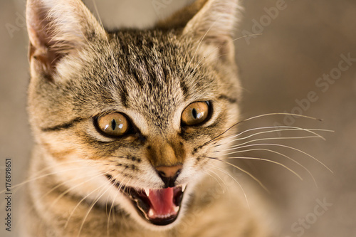 Fototapeta Naklejka Na Ścianę i Meble -  tabby cat animal portrait
