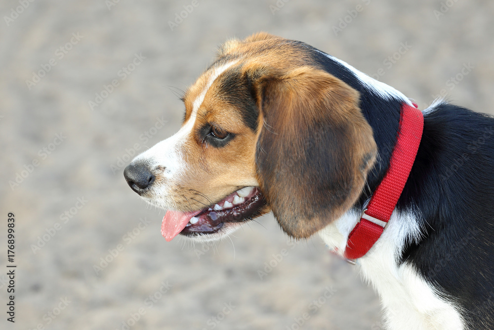  Beagle puppy