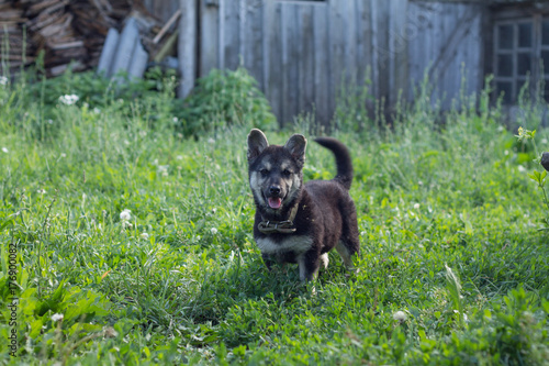 little black shepherd puppy in the summer sun plays fun runs