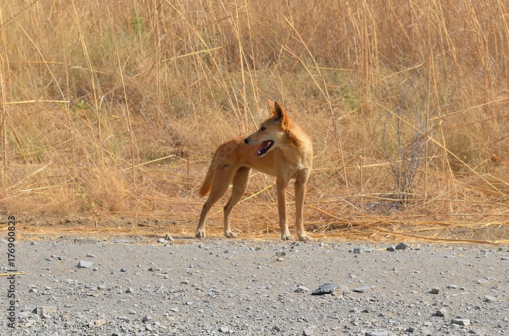 Dingo im Outback Dingo im Outback