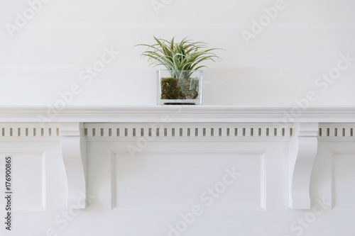 Plant on Mantle