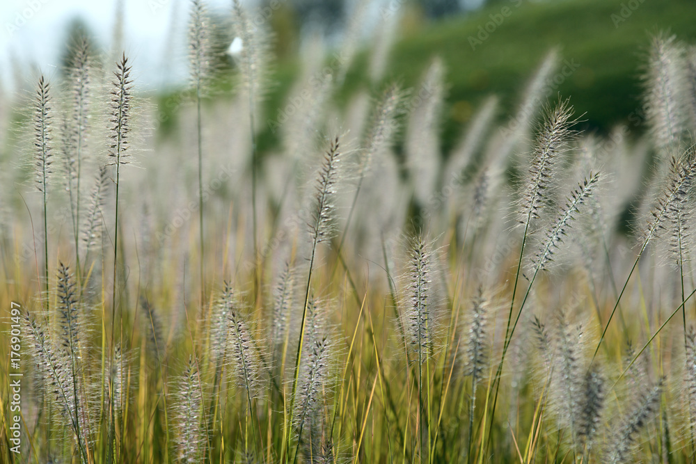 Pennisetum green grass