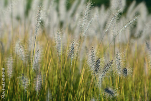 Pennisetum green grass