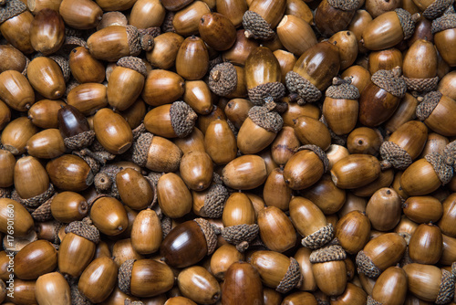 Acorns and acorns photo