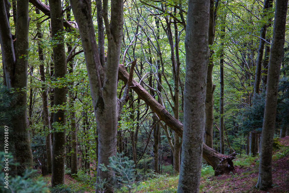 Obraz premium alberi nella foresta