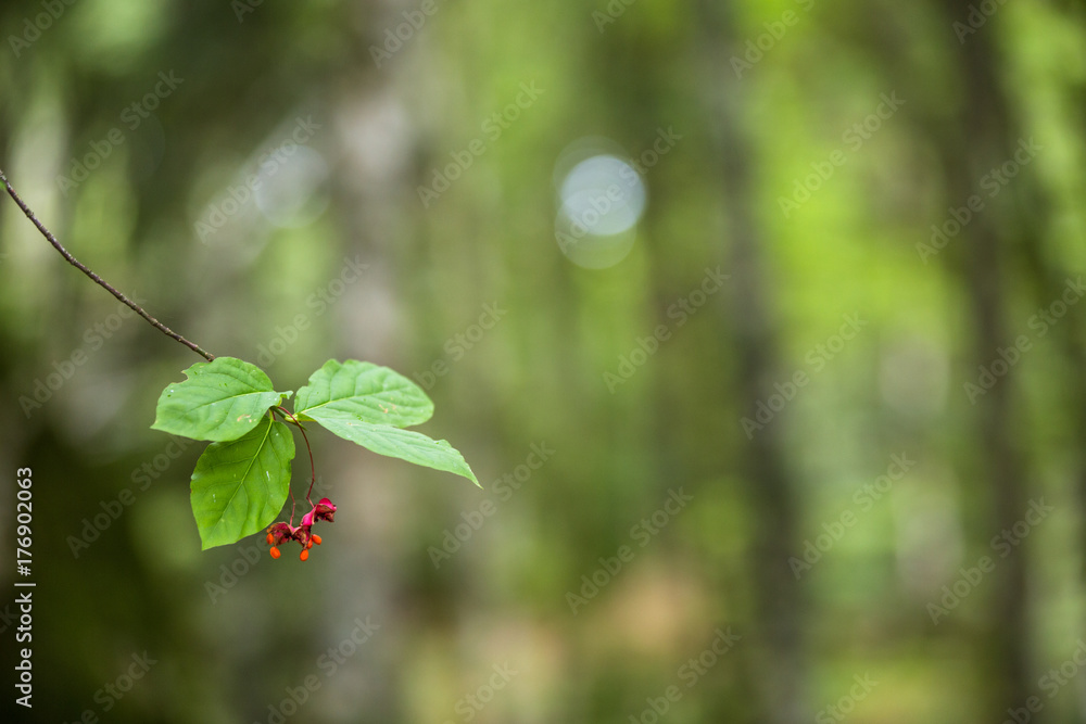 piccolo fiore nella foresta piccolo fiore nella foresta