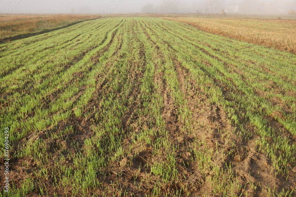 a field of young winter wheat a field of young winter wheat