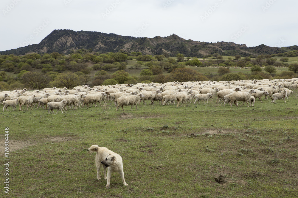 Fototapeta premium Flock of sheep and a herding dog. Vashlovani protected areas in Georgia.
