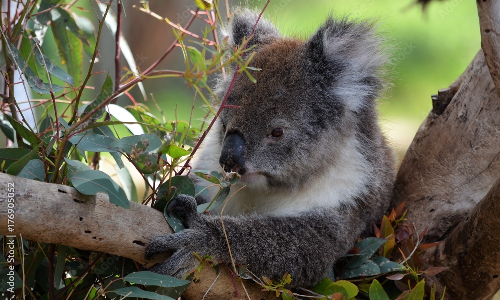 Obraz premium Koala beim futtern