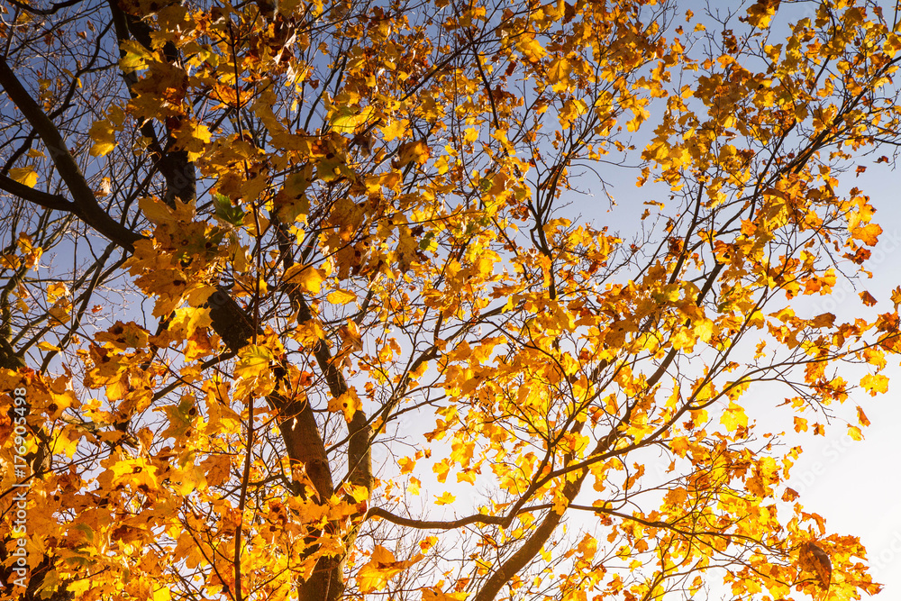 Tree in autumn against blue sky Tree in autumn against blue sky